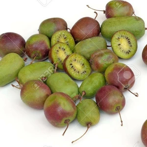 Актинідія Актинідія