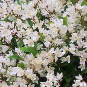 Дейції Дейції